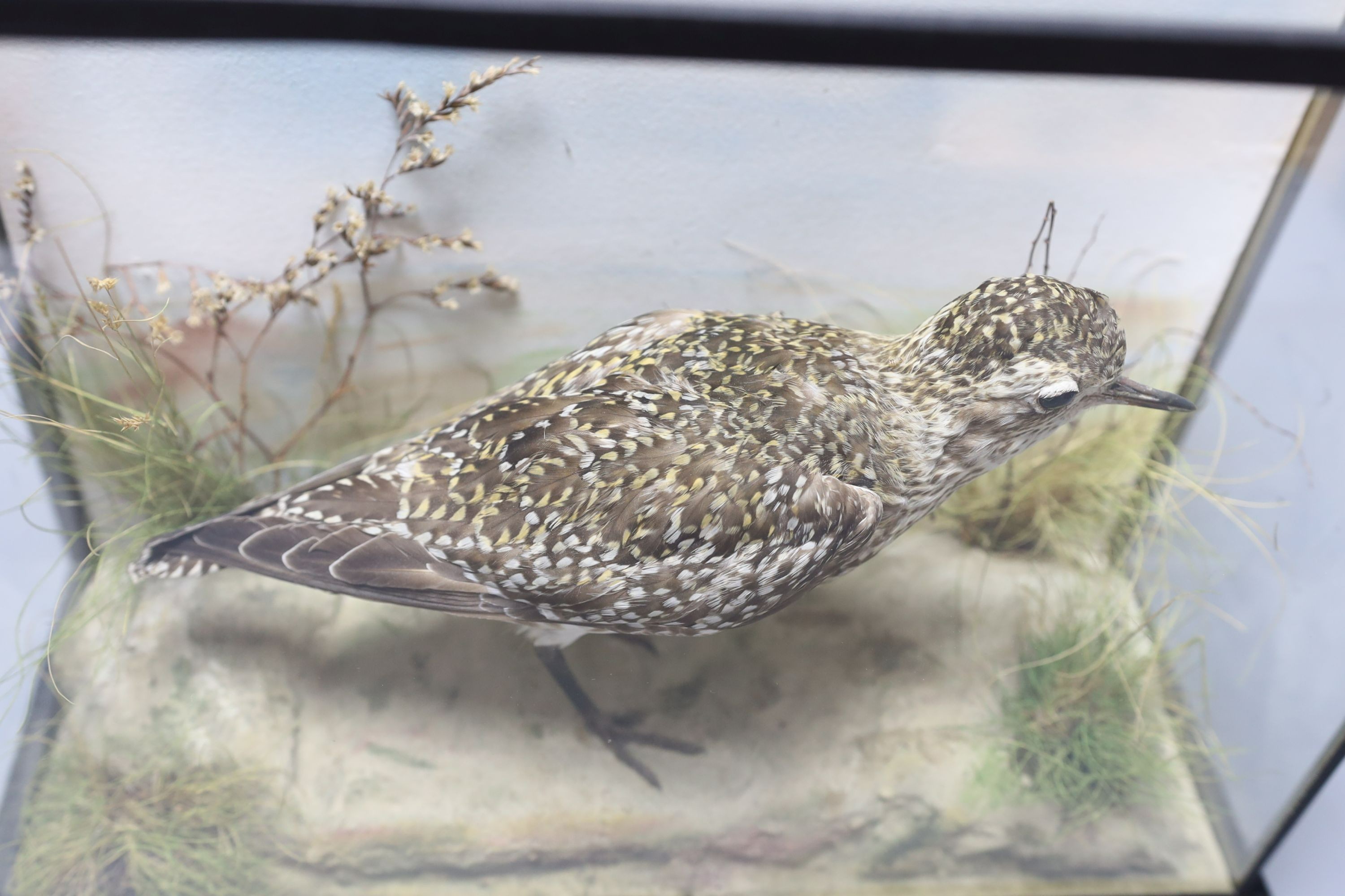 An early 20th century cased taxidermic Golden Plover, case 37cm wide